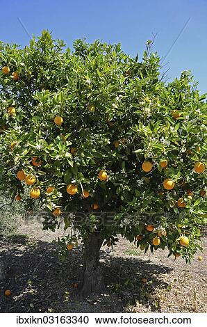 Stock Image - "Orange Trees (Citrus x sinensis) in a plantation, Majorca, Balearic Islands, Spain, Europe". Fotosearch