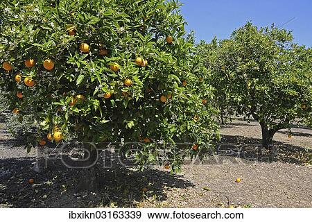 "Orange Trees (Citrus x sinensis) in a plantation, Majorca, Balearic Islands, Spain, Europe" View Large Photo Image Stock Photo - "Orange Trees (Citrus x sinensis) in a plantation, Majorca, Balearic Islands, Spain, Europe". Fotosearch