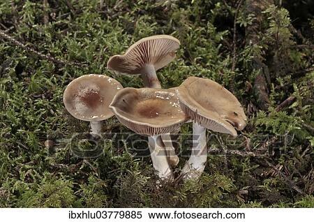 "Orange Webcap or Slimy Cortinarius (Cortinarius mucosus), Baden-Wurttemberg, Germany, Europe" View Large Photo Image Stock Photography - "Orange Webcap or Slimy Cortinarius (Cortinarius mucosus), Baden-Wurttemberg, Germany, Europe". Fotosearch