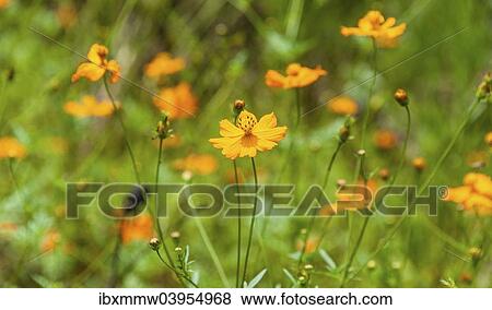 Stock Photo - "Orange wildflowers, Garden Cosmos or Mexican Asters (Cosmos bipinnatus), flower meadow, India, Asia". Fotosearch