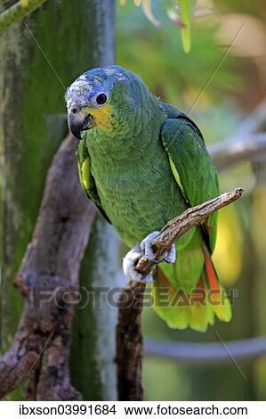 "Orange-winged Amazon (Amazona amazonica), adult on tree, native to South America, captive" View Large Photo Image Picture - "Orange-winged Amazon (Amazona amazonica), adult on tree, native to South America, captive". Fotosearch