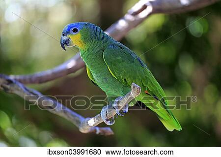 Stock Image - "Orange-winged Amazon (Amazona amazonica), adult on tree, native to South America, captive". Fotosearch