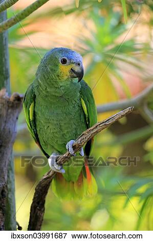 "Orange-winged Amazon (Amazona amazonica), adult on tree, native to South America, captive" View Large Photo Image Stock Photo - "Orange-winged Amazon (Amazona amazonica), adult on tree, native to South America, captive". Fotosearch