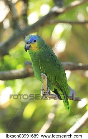 "Orange-winged Amazon (Amazona amazonica), adult on tree, native to South America, captive" View Large Photo Image Stock Photo - "Orange-winged Amazon (Amazona amazonica), adult on tree, native to South America, captive". Fotosearch