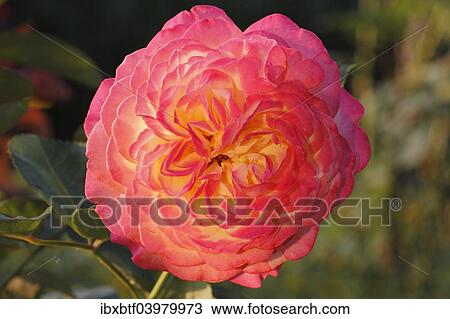 Orange-yellow Floribunda Rose (Rosa sp. ) View Large Photo Image Stock Image - Orange-yellow Floribunda Rose (Rosa sp. ). Fotosearch