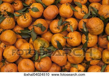 Oranges (Citrus sinensis) View Large Photo Image Stock Image - Oranges (Citrus sinensis). Fotosearch