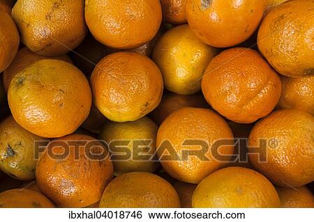 Oranges (Citrus sinensis) View Large Photo Image Stock Photograph - Oranges (Citrus sinensis). Fotosearch