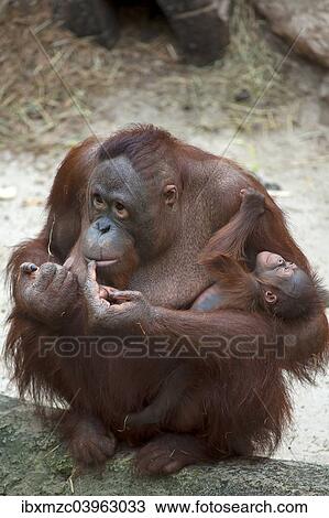 "Orangutan (Pongo pygmaeus), adult female holding an infant, captive, Germany, Europe" View Large Photo Image Stock Image - "Orangutan (Pongo pygmaeus), adult female holding an infant, captive, Germany, Europe". Fotosearch