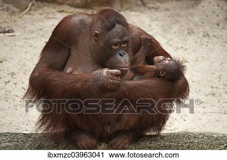 "Orangutan (Pongo pygmaeus), adult female holding an infant, captive, Germany, Europe" View Large Photo Image Stock Image - "Orangutan (Pongo pygmaeus), adult female holding an infant, captive, Germany, Europe". Fotosearch