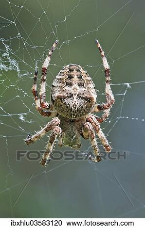 "Orb Weaver (Araneus circe), female, Mount Olympus, Litochoro, Central Macedonia, Greece, Europe" View Large Photo Image Stock Image - "Orb Weaver (Araneus circe), female, Mount Olympus, Litochoro, Central Macedonia, Greece, Europe". Fotosearch
