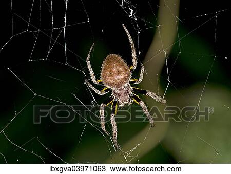 "Orb weaver (Eriophora ravilla), Tambopata Nature Reserve, Madre de Dios region, Peru, South America" View Large Photo Image Stock Image - "Orb weaver (Eriophora ravilla), Tambopata Nature Reserve, Madre de Dios region, Peru, South America". Fotosearch