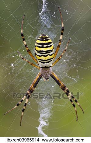 "Orb-weaving Spider (Argiope bruennichi), Burgenland, Austria, Europe" View Large Photo Image Picture - "Orb-weaving Spider (Argiope bruennichi), Burgenland, Austria, Europe". Fotosearch