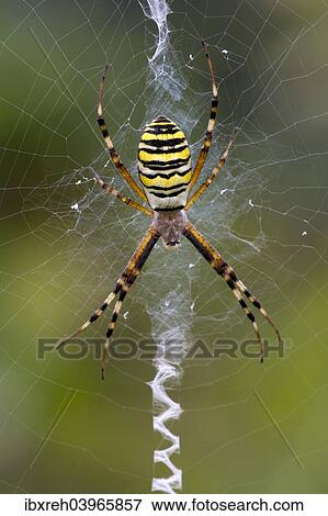 "Orb-weaving Spider (Argiope bruennichi), Burgenland, Austria, Europe" View Large Photo Image Stock Photo - "Orb-weaving Spider (Argiope bruennichi), Burgenland, Austria, Europe". Fotosearch