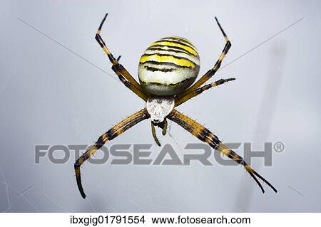 Picture - "Orb-weaving Spider, Wasp Spider (Argiope bruennichi)". Fotosearch
