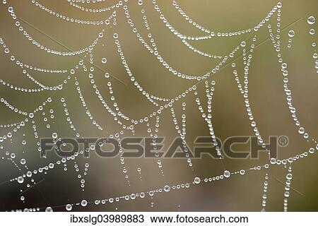 "Orb web of a Garden Cross Spider (Araneus diadematus) with dew drops, Bavaria, Germany, Europe" View Large Photo Image Stock Image - "Orb web of a Garden Cross Spider (Araneus diadematus) with dew drops, Bavaria, Germany, Europe". Fotosearch