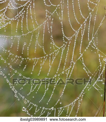 "Orb web of a Garden Cross Spider (Araneus diadematus) with dew drops, Bavaria, Germany, Europe" View Large Photo Image Stock Image - "Orb web of a Garden Cross Spider (Araneus diadematus) with dew drops, Bavaria, Germany, Europe". Fotosearch