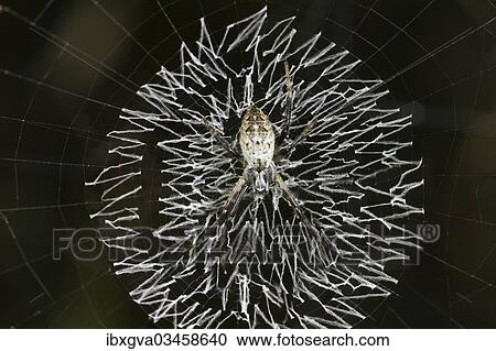 "Orb-web spider, grass cross spider (Argiope catenulata) perched in the center of its circular web with a zig-zag pattern of white spider silk or stabilimentum, Tambopata Nature Reserve, Madre de Dios Region, Peru, South America" View Large Photo Image Stock Image - "Orb-web spider, grass cross spider (Argiope catenulata) perched in the center of its circular web with a zig-zag pattern of white spider silk or stabilimentum, Tambopata Nature Reserve, Madre de Dios Region, Peru, South America". Fotosearch