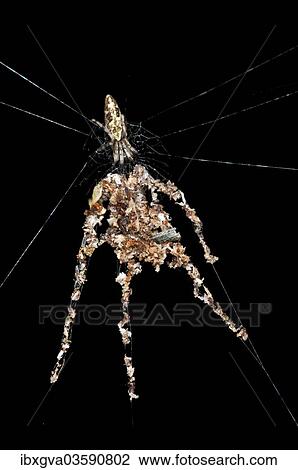 "Orb-web Spider species (probably Cyclosa spec. ), building spider dummies with several legs from plant debris and dead insects to deflect from enemy attacks, Tambopata Nature Reserve, Madre de Dios Region, Peru, South America" View Large Photo Image Stock Image - "Orb-web Spider species (probably Cyclosa spec. ), building spider dummies with several legs from plant debris and dead insects to deflect from enemy attacks, Tambopata Nature Reserve, Madre de Dios Region, Peru, South America". Fotosearch