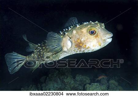 "Orbicular Burrfish (Cyclichtys orbicularis), Red Sea, Egypt, Africa" View Large Photo Image Picture - "Orbicular Burrfish (Cyclichtys orbicularis), Red Sea, Egypt, Africa". Fotosearch