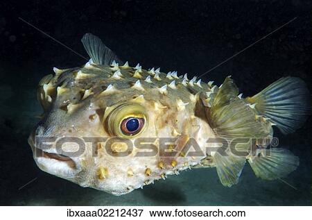"Orbicular Burrfish (Cyclichtys orbicularis), Red Sea, Egypt, Africa" View Large Photo Image Stock Photo - "Orbicular Burrfish (Cyclichtys orbicularis), Red Sea, Egypt, Africa". Fotosearch