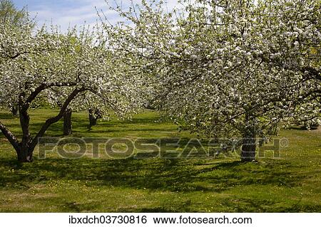 "Orchard, Apple trees (Malus domestica) in blossom in spring, Bromont, Eastern Townships, Quebec Province, Canada, North America" View Large Photo Image Stock Photograph - "Orchard, Apple trees (Malus domestica) in blossom in spring, Bromont, Eastern Townships, Quebec Province, Canada, North America". Fotosearch