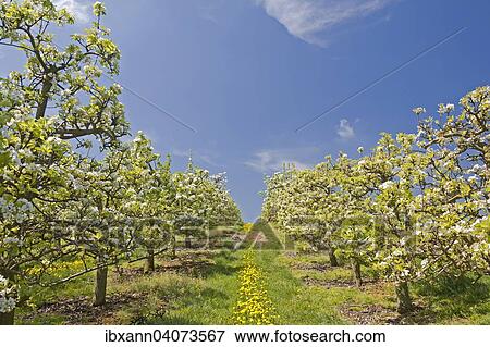 "Orchard with blossoming fruit trees in spring, Southern Palatinate, Palatinate, Rhineland-Palatinate, Germany, Europe" View Large Photo Image Stock Photo - "Orchard with blossoming fruit trees in spring, Southern Palatinate, Palatinate, Rhineland-Palatinate, Germany, Europe". Fotosearch