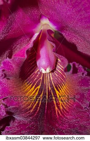 "Orchid, Cattleya hybrid, Chiang Mai Province, Thailand, Asia" View Large Photo Image Stock Photo - "Orchid, Cattleya hybrid, Chiang Mai Province, Thailand, Asia". Fotosearch