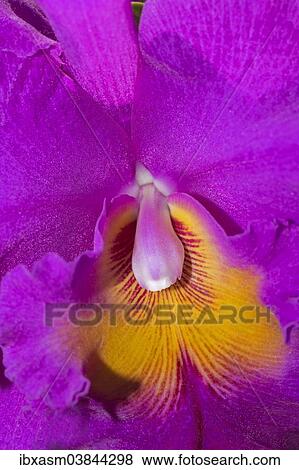 Stock Photo - "Orchid, Cattleya hybrid, Chiang Mai Province, Thailand, Asia". Fotosearch