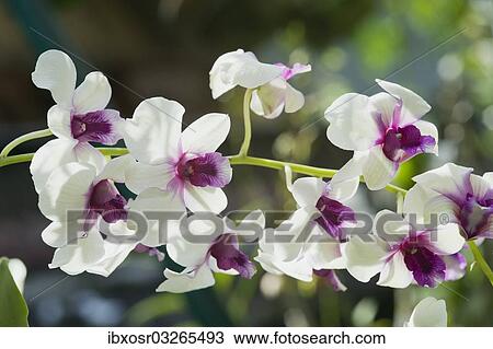 "Orchid flowers (Orchidaceae), Ubud, Bali, Indonesia, Asia" View Large Photo Image Stock Image - "Orchid flowers (Orchidaceae), Ubud, Bali, Indonesia, Asia". Fotosearch