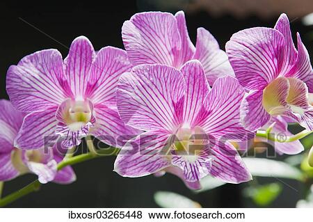 "Orchid flowers (Orchidaceae), Ubud, Bali, Indonesia, Asia" View Large Photo Image Stock Photo - "Orchid flowers (Orchidaceae), Ubud, Bali, Indonesia, Asia". Fotosearch