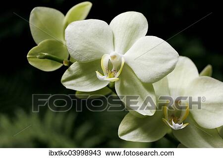 Stock Image - "Orchid (Orchidaceae), flower". Fotosearch