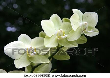 "Orchid (Orchidaceae), flower" View Large Photo Image Stock Photo - "Orchid (Orchidaceae), flower". Fotosearch