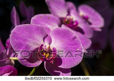 "Orchid (Orchidaceae), Royal Flower Garden, Doi Tung, Chiang Rai province, northern Thailand, Thailand, Asia" View Large Photo Image Stock Image - "Orchid (Orchidaceae), Royal Flower Garden, Doi Tung, Chiang Rai province, northern Thailand, Thailand, Asia". Fotosearch