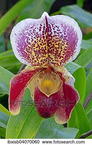 Orchid (Paphiopedilum spp. ) View Large Photo Image Stock Image - Orchid (Paphiopedilum spp. ). Fotosearch