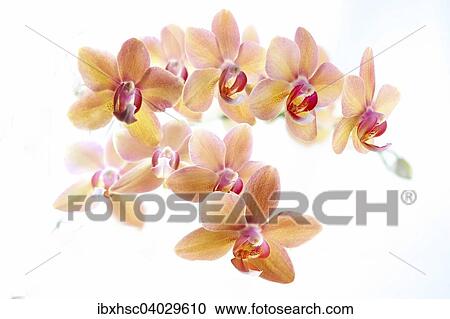 Orchid (Phalaenopsis) View Large Photo Image Stock Image - Orchid (Phalaenopsis). Fotosearch