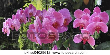 Orchid (Phalaenopsis) View Large Photo Image Stock Image - Orchid (Phalaenopsis). Fotosearch