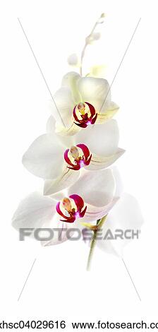 Orchid (Phalaenopsis) View Large Photo Image Stock Photograph - Orchid (Phalaenopsis). Fotosearch