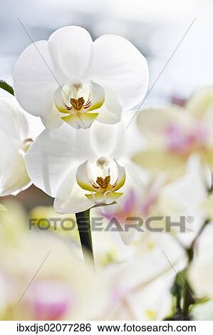 Orchids (Phalaenopsis) View Large Photo Image Stock Photograph - Orchids (Phalaenopsis). Fotosearch