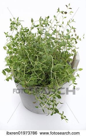 "Oregano (Origanum vulgare), herb, medicinal plant" View Large Photo Image Stock Photograph - "Oregano (Origanum vulgare), herb, medicinal plant". Fotosearch