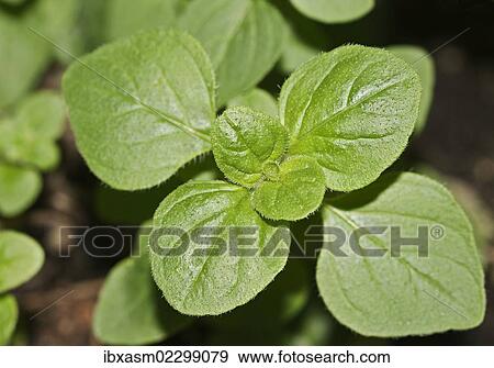 Oregano (Origanum vulgare) View Large Photo Image Stock Photo - Oregano (Origanum vulgare). Fotosearch