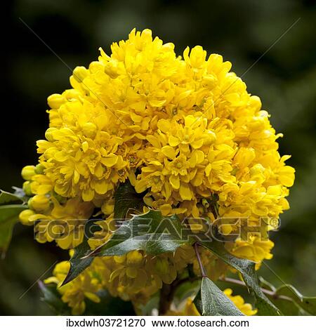 Stock Image - "Oregon Grape (Mahonia aquifolium Nutt. 'Donewell'), Germany, Europe". Fotosearch