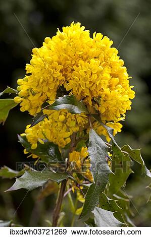 "Oregon Grape (Mahonia aquifolium Nutt. 'Donewell'), Germany, Europe" View Large Photo Image Stock Photo - "Oregon Grape (Mahonia aquifolium Nutt. 'Donewell'), Germany, Europe". Fotosearch