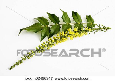 Oregon Grape (Mahonia) View Large Photo Image Stock Photo - Oregon Grape (Mahonia). Fotosearch