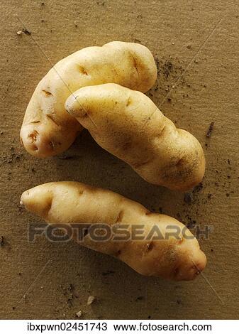 Organic Anya potatoes View Large Photo Image Stock Image - Organic Anya potatoes. Fotosearch
