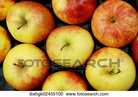 "Organic apples, Jonagold" View Large Photo Image Stock Image - "Organic apples, Jonagold". Fotosearch