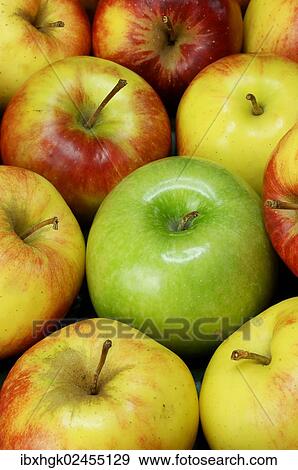 "Organic apples, Jonagold" View Large Photo Image Stock Photo - "Organic apples, Jonagold". Fotosearch
