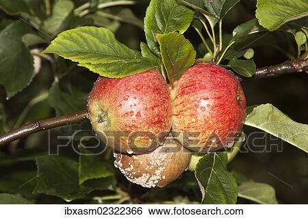 "Organic apples, mould, rot, crop failure" View Large Photo Image Stock Photograph - "Organic apples, mould, rot, crop failure". Fotosearch