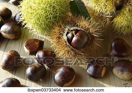 Picture - Organic chestnuts (Castanea sativa). Fotosearch