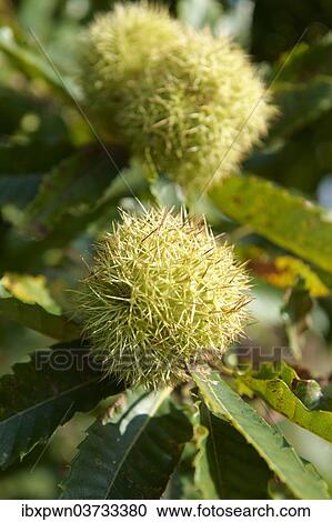 Organic chestnuts (Castanea sativa) View Large Photo Image Stock Image - Organic chestnuts (Castanea sativa). Fotosearch