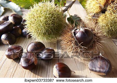 Organic chestnuts (Castanea sativa) View Large Photo Image Stock Photo - Organic chestnuts (Castanea sativa). Fotosearch